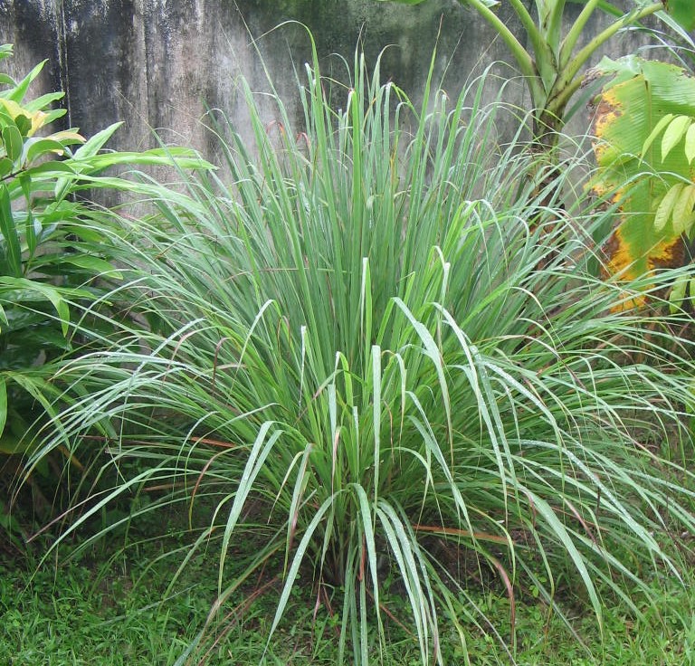 Citronella winterianus