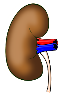 anatomy-158998_1280-188×300