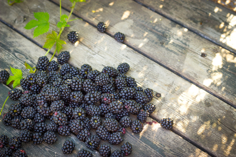 blackberries