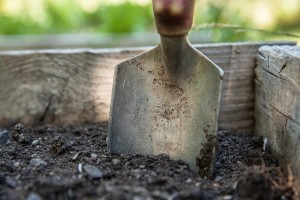 garden-1176406_1280-300×200