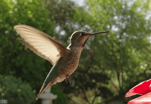 humming-bird