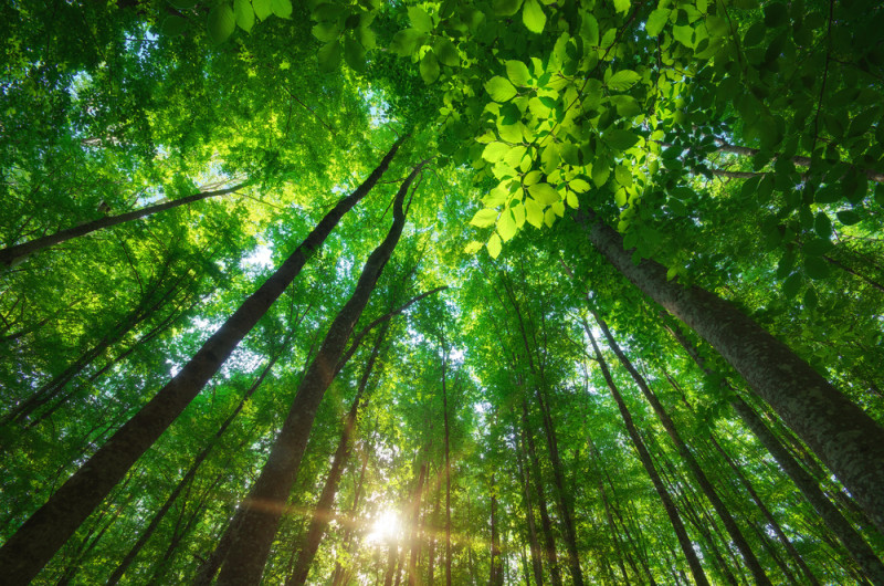 nature-e1454259331488