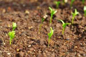 Young plants