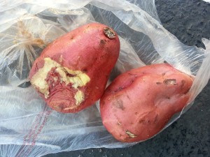 rotten-sweet-potatoes-644043_1280-300×225
