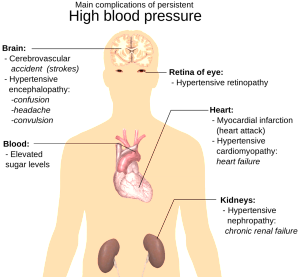 anatomy of heart