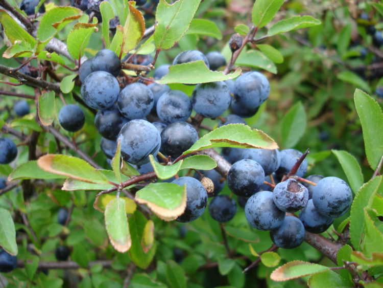 Closeup_of_blackthorn_aka_sloe_aka_prunus_spinosa_sweden_20050924