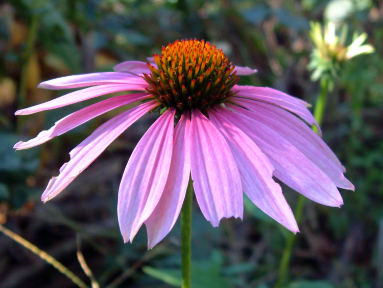 Coneflower-750×563