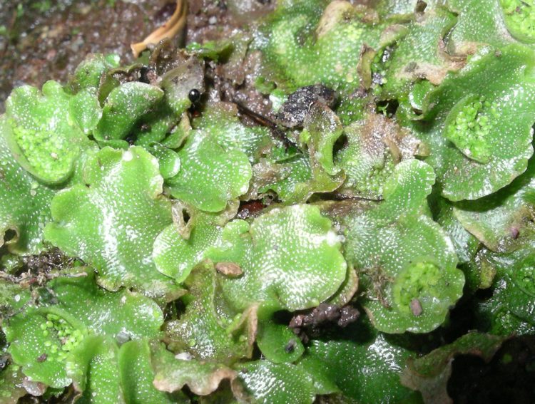 Lunularia_cruciata