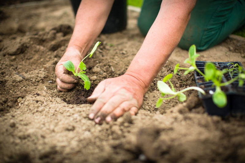 gardening