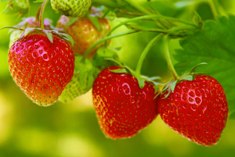 strawberries in the garden