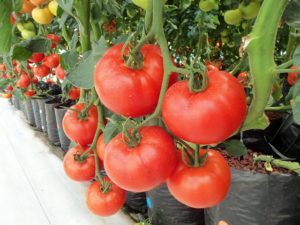 Organic Tomatoes