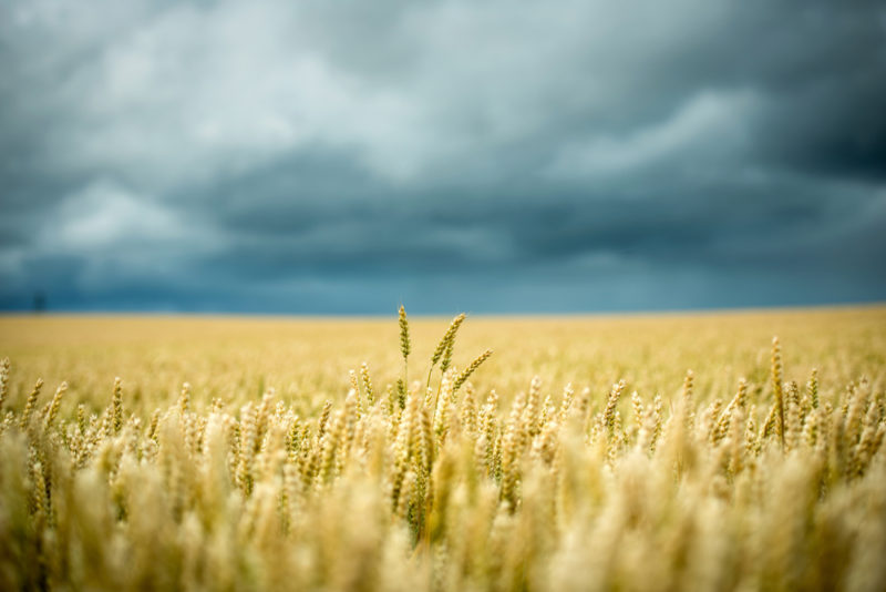 wheat-e1463589056469