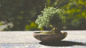 Grow bonsai trees for profit as your specialty crop.