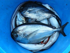 fish-422543_1280-300×225