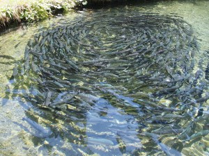 Profitable Fish Farming