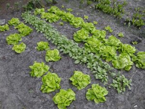 kitchen-garden-10-300×225