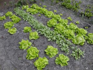 natural kitchen garden