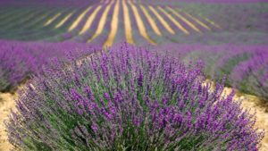 Growing lavender as a specialty crop for profit.