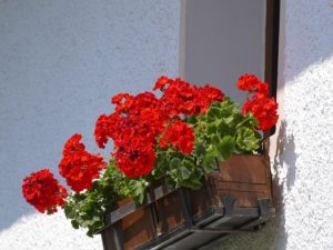 window flower bed