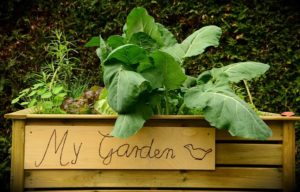 garden-1427541_1280-2-300×192