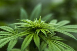 herb-2915337_640-300×200