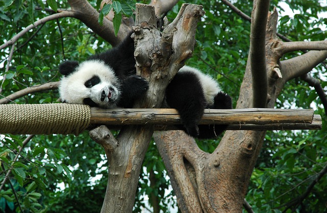 Giant Panda