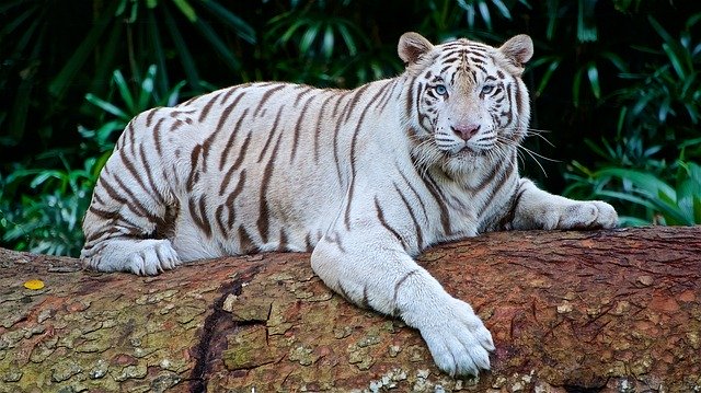 white-tiger-2407799_640