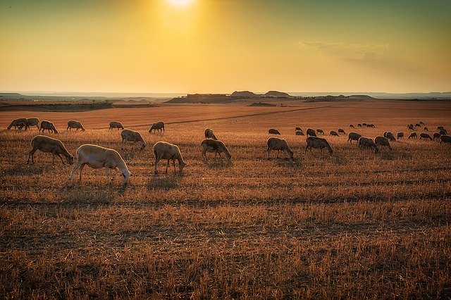 lamb-1081380_640-1