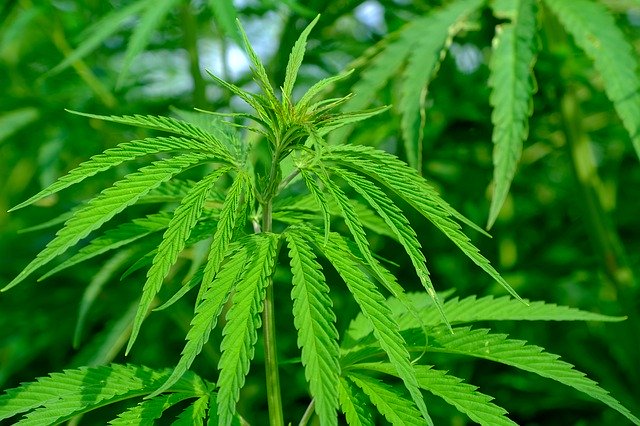 hemp-4354389_640