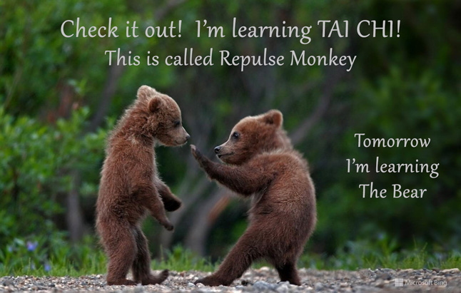 tai chi bears