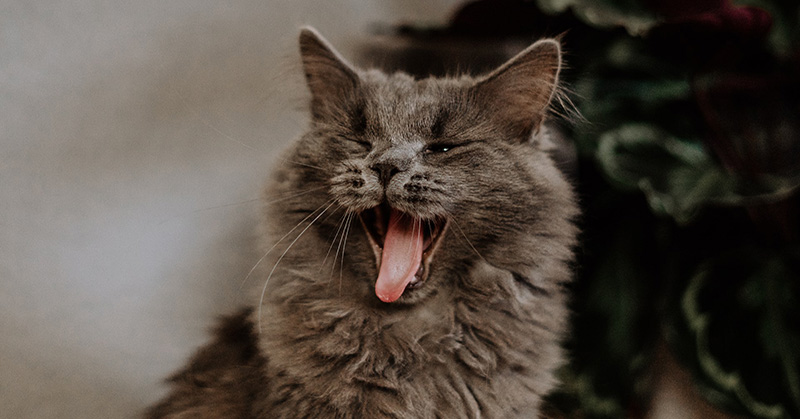 yawning