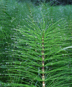 signatures horsetail