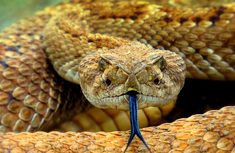 lobelia_meg-jerrard-f1q4NlVRYSc-unsplash_snake