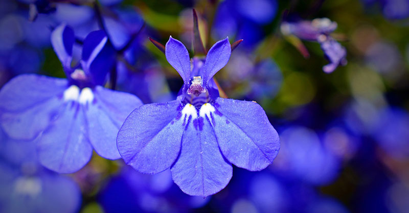 lobelia snake venom smoking