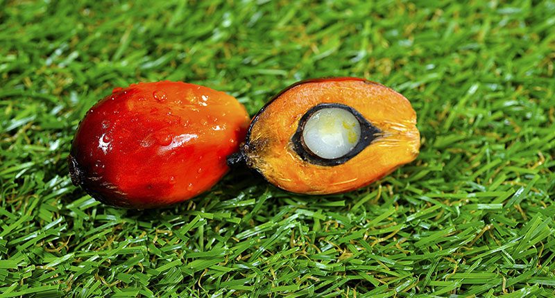 better body butter close-up palm fruit