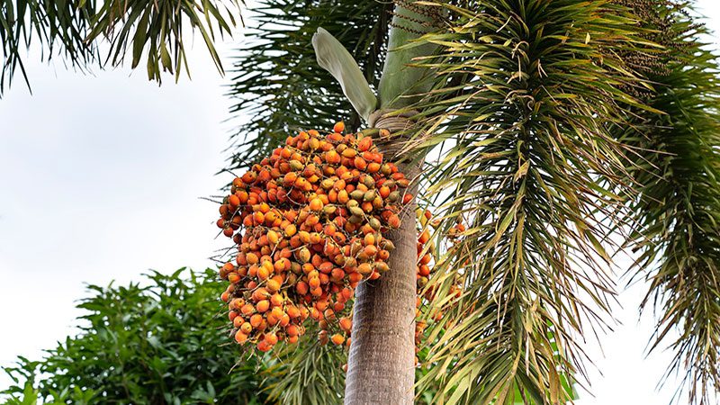 better body butter palm tree fruit