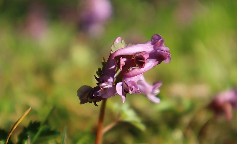 pain natural herbal analgesics Corydalis Chinese poppy plant