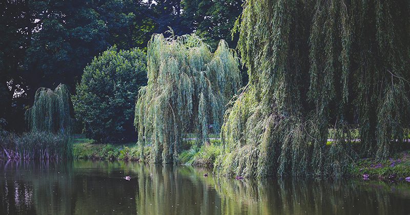 natural herbal analgesics white willow trees