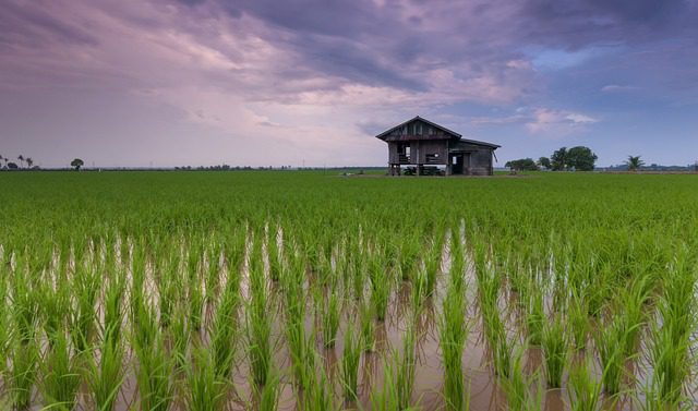rice-field-g7d6414c43_640