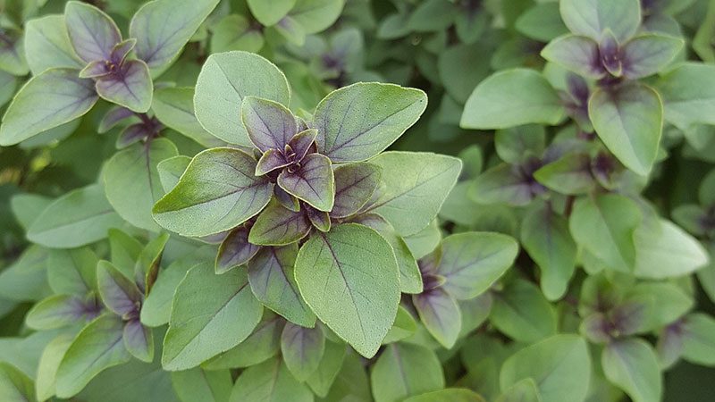 Holy Basil bush Tulsi plant