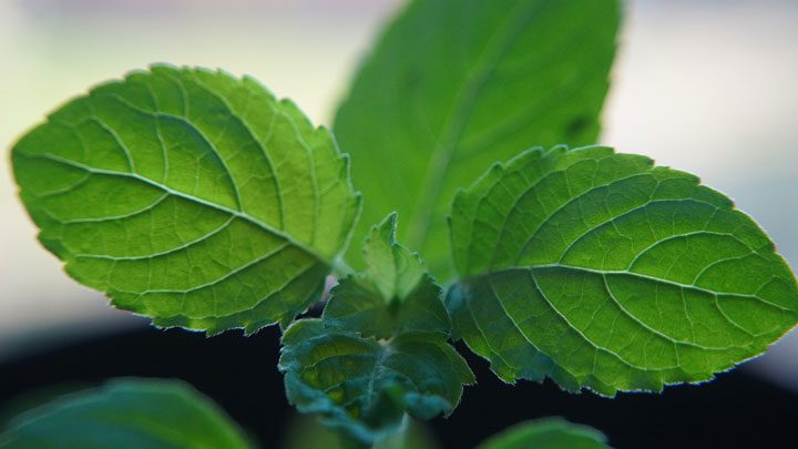 Holy Basil Tulsi sprig