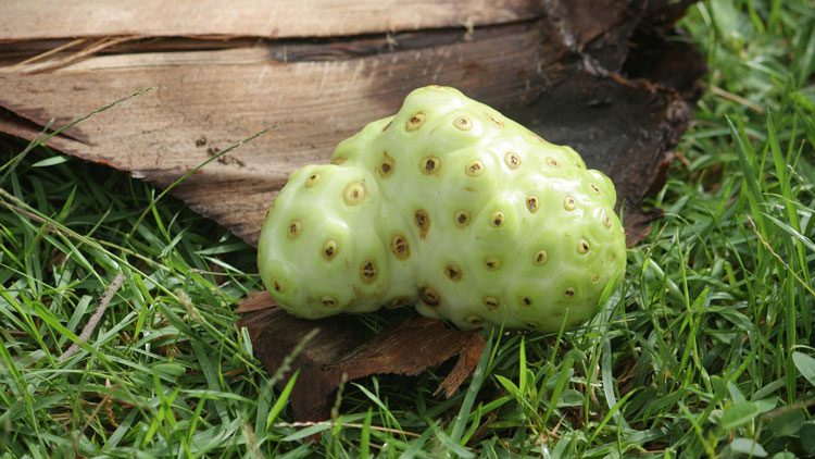 noni fruit on ground