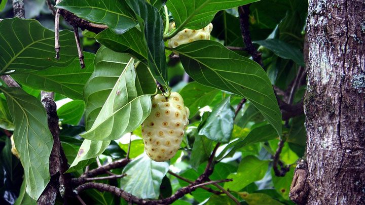 noni hanging fruit tree