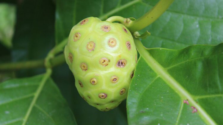 noni fruit