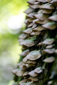 mushroom blend trametes versicolor turkey tail