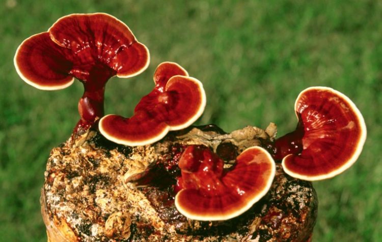 reishi mushroom blend